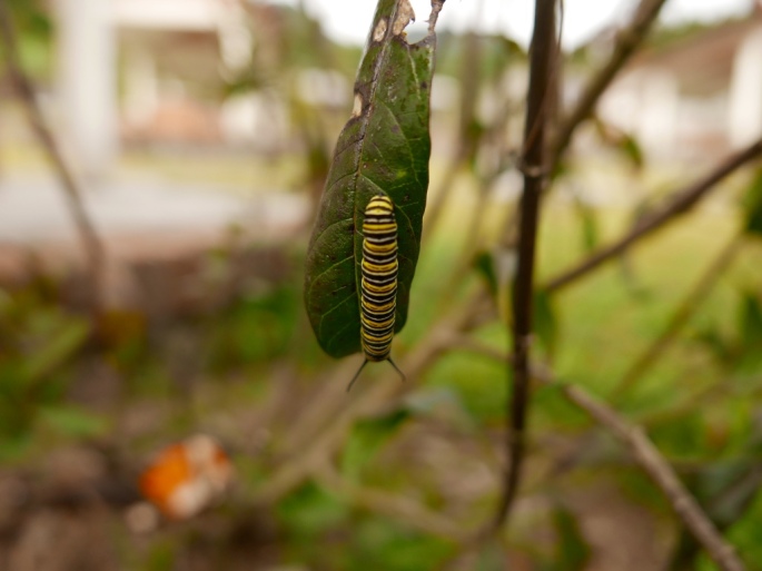 Monarch_butterfly_larvae_stanito