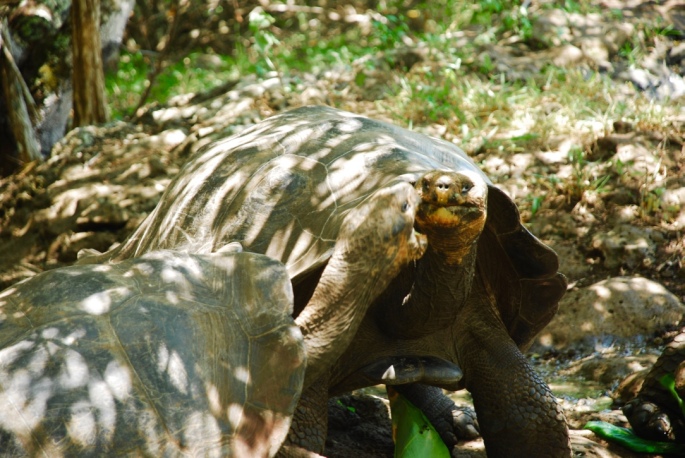 giant_tortoises_lunch_galapagos_stanito_1024